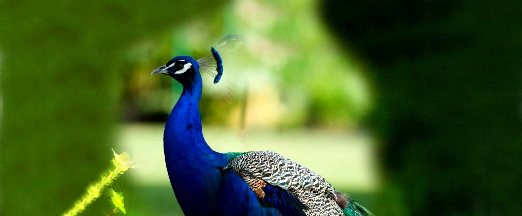 Birding Tour in India